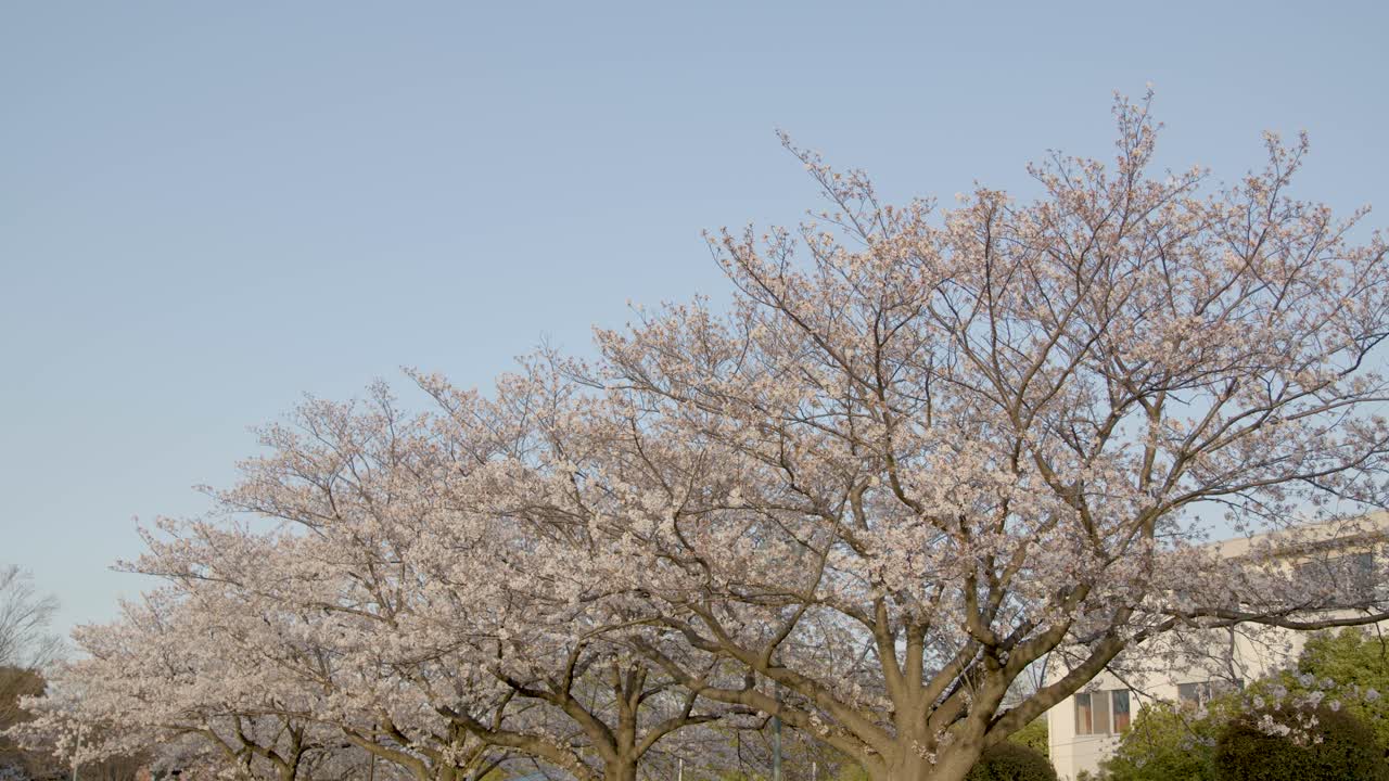 요코하마 최고의 벚꽃