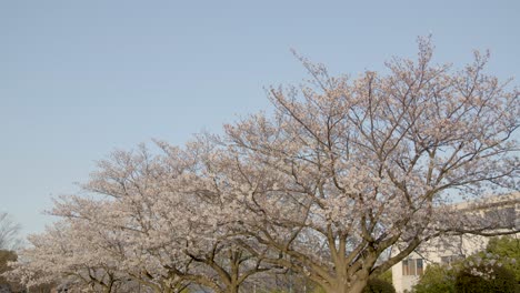 mejor flor de cerezo en yokohama