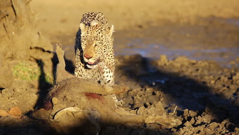 male leopard moments after the successful hunt of a warthog