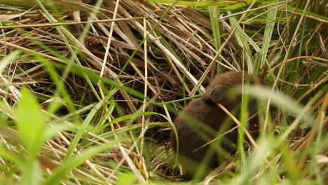 a tiny field mouse comes out of the nest