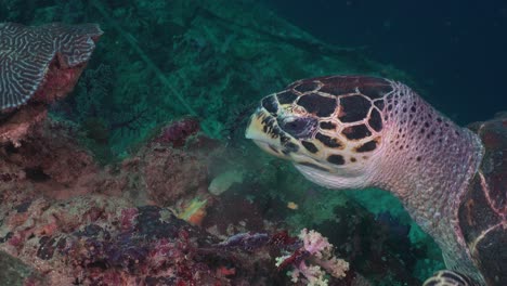 close up of a hawksbill turtle feeding on a sponge on a coral reef in the philippines