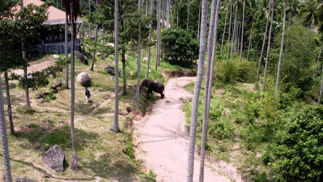 el cuidador camina con el elefante asiático en el santuario de elefantes palm grove