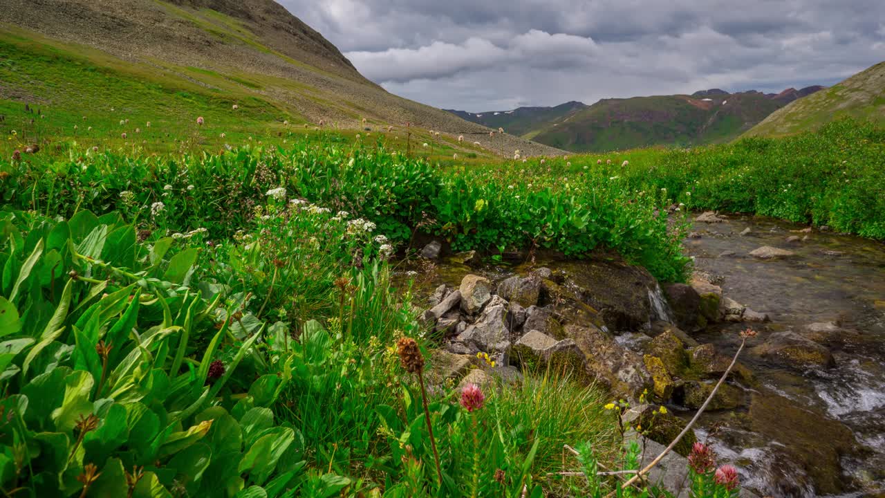 alpine loop creek arroyo de montaña con flores silvestres en las montañas rocosas de colorado time lapse 4k