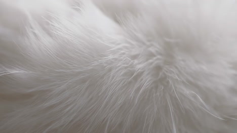 close-up of white feathers