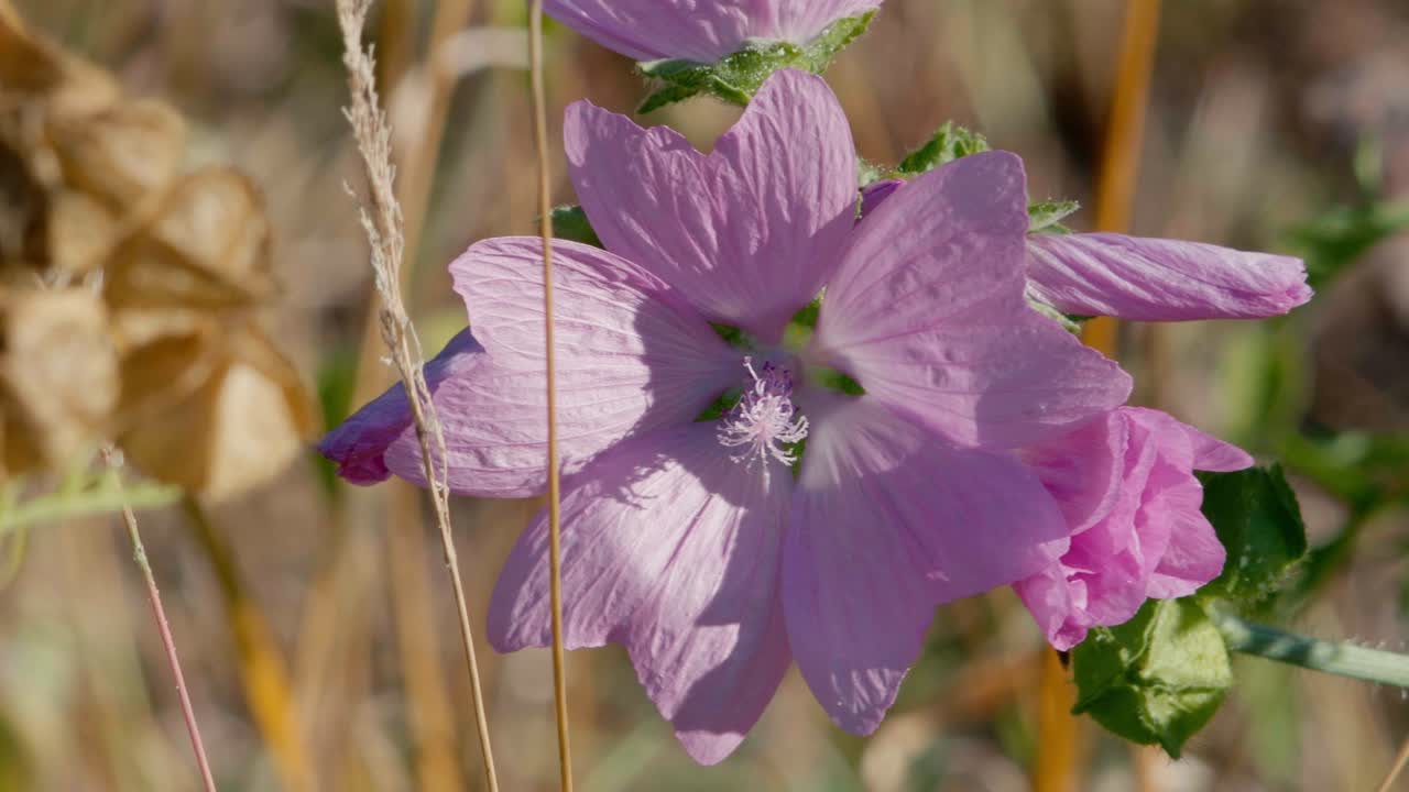 Rosa kattostblomstblader med fremtredende nerver skiller seg ut mot en bakgrunn av tørt gress på en solbelyst villeng.