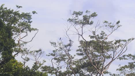 wide shot of the tree tops with a small bat falcon perched up high waiting for the dusk to begin its hunt in amazon rain forest of peru
