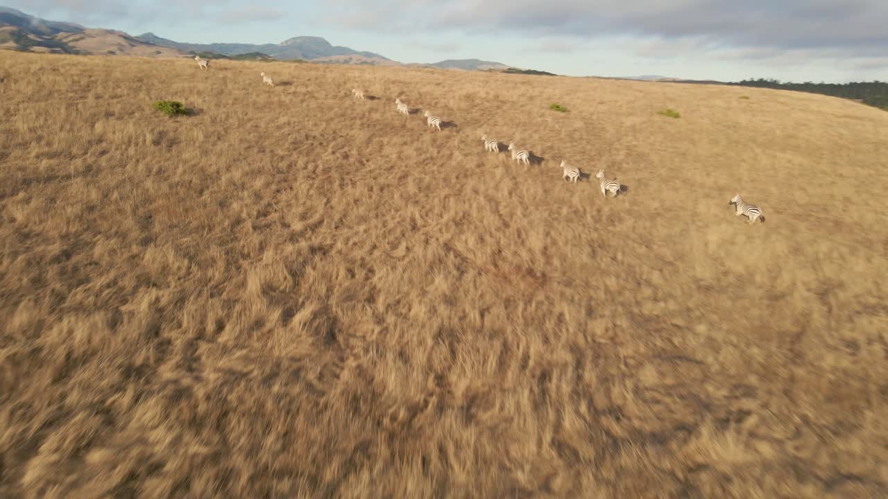Mandria di zebre che sale su una collina durante un safari