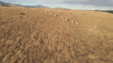 Herd-of-Zebras-climbing-a-hill-on-safari