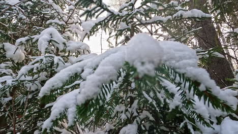 spruce tree branches covered in snow