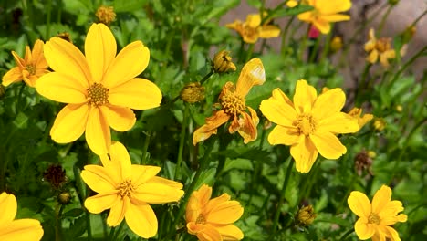 primer plano de impresionantes flores coreopsis amarillas durante la temporada de otoño