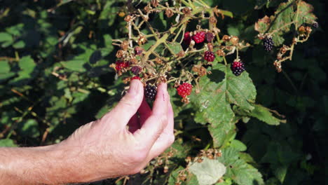 hombre arrancando moras maduras de la planta bajo el sol, estática bloqueada