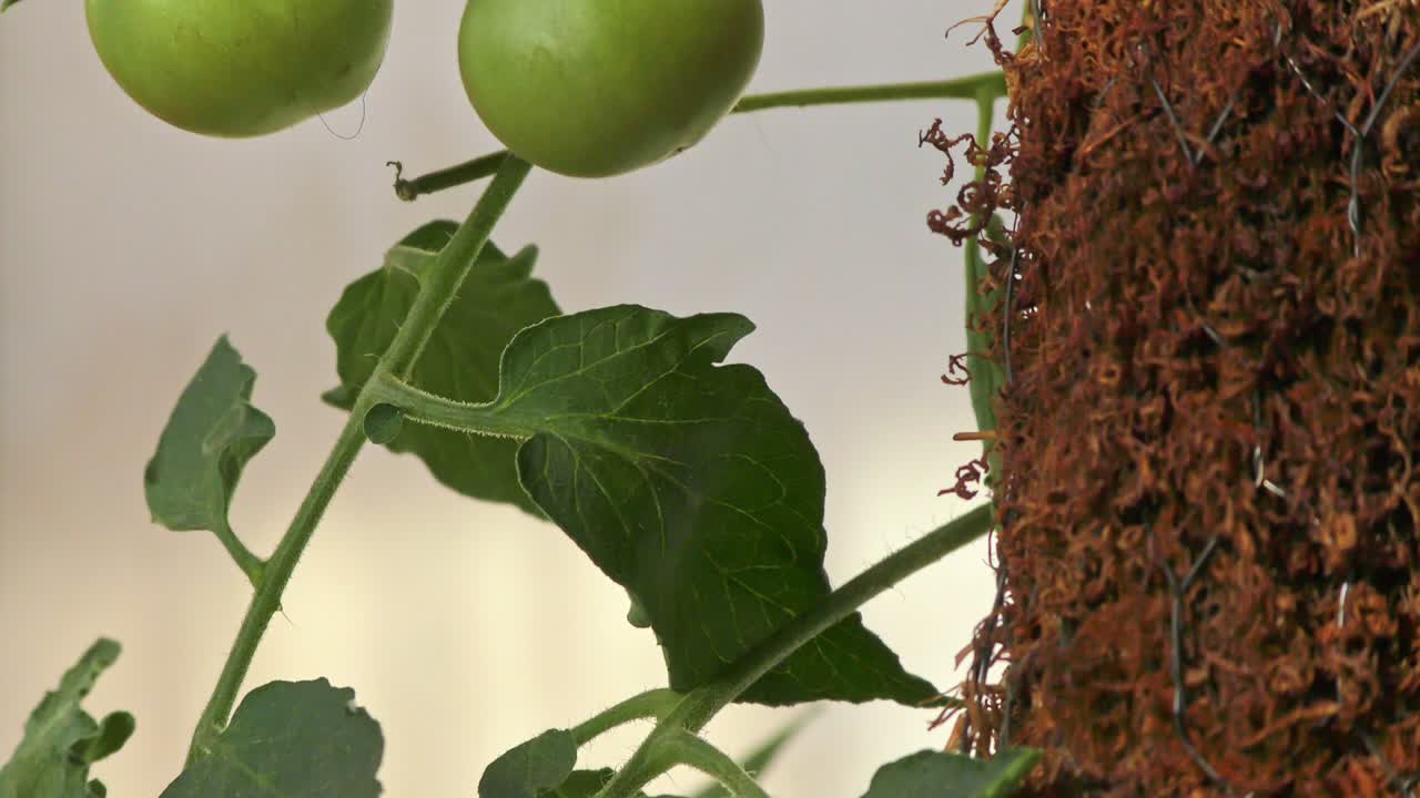 초록색 잎 과 모스 스틱 을 가진 토마토 식물