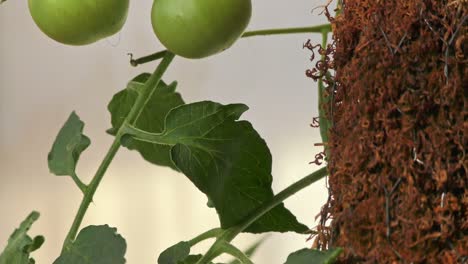 una planta de tomate con hojas verdes y palo de musgo