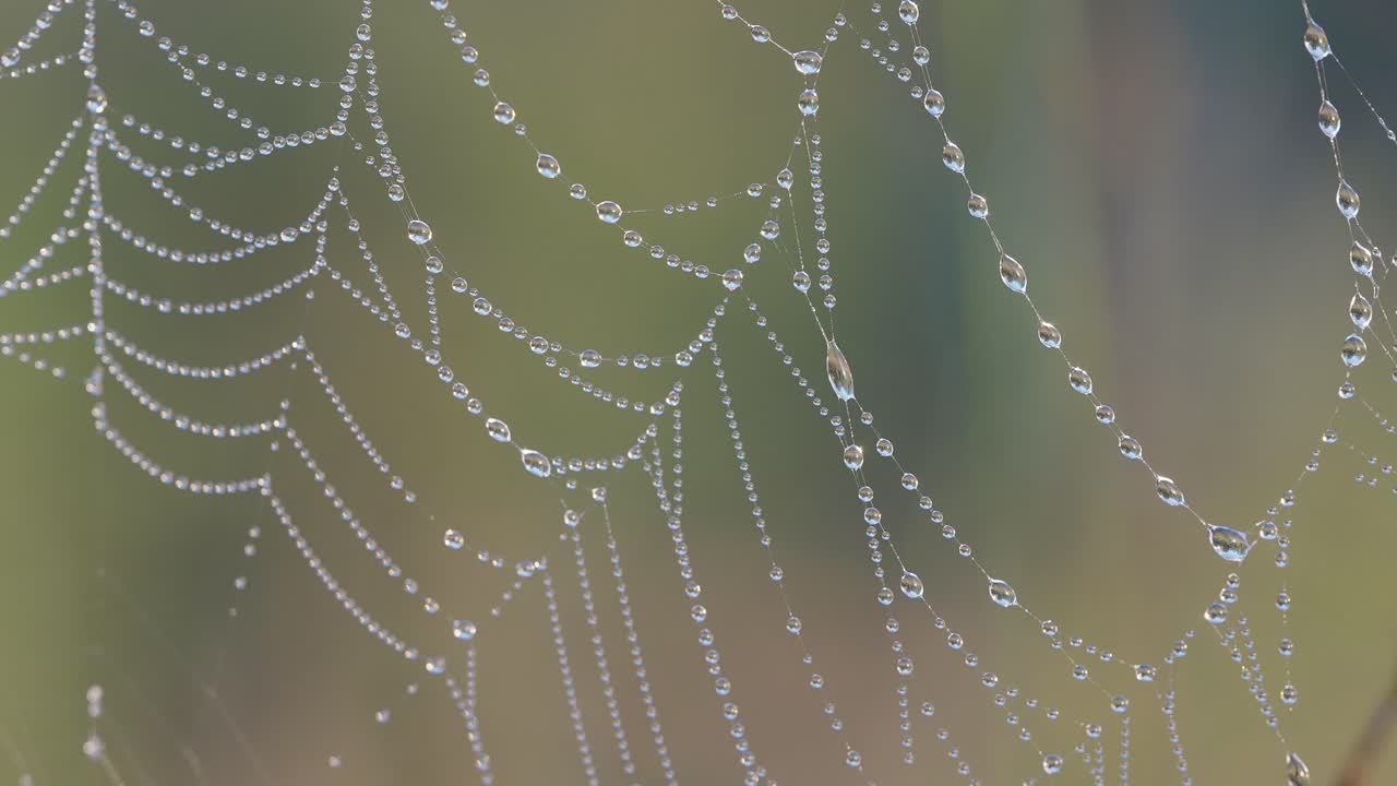 작은 빗방울로 덮인 거미줄은 목걸이처럼 보입니다.