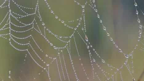 la tela de araña cubierta de pequeñas gotas de lluvia parece un collar