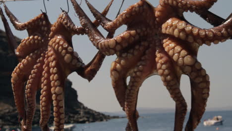 close up shot of octopuses drying in the sun, hanging from a line