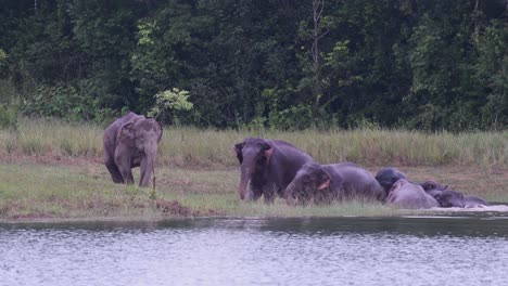 Los-Elefantes-Asiáticos-Están-En-Peligro-Y-Esta-Manada-Se-Divierte-Jugando-Y-Bañándose-En-Un-Lago-En-El-Parque-Nacional-Khao-Yai