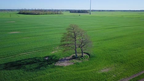 Vista-Aérea-De-Un-Roble-Solitario-Sin-Hojas-En-Medio-Del-Exuberante-Campo-De-Cereal-Verde,-Hermoso-E-Idílico-Día-Soleado-De-Primavera,-Campo-Agrícola-Con-Pistas,-Punto-De-Vista-Distante-Tiro-De-Drone-Giratorio