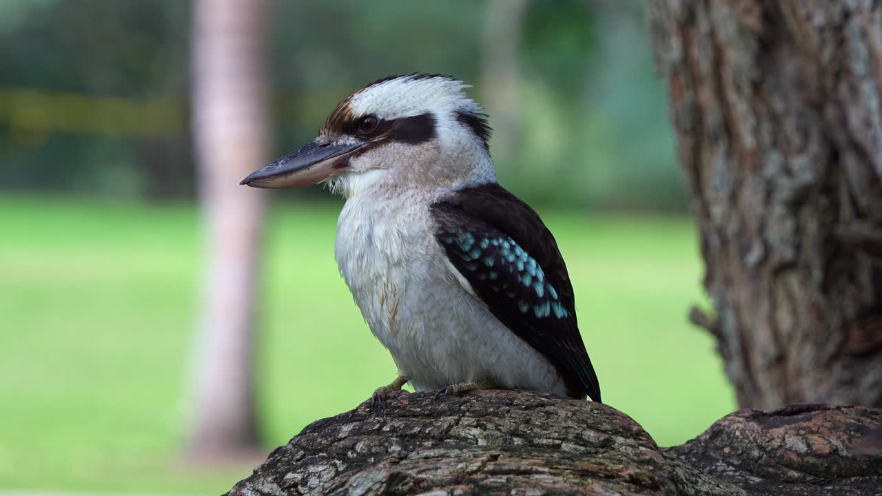 A laughing kookaburra, dacelo novaeguineae perched on the tree branch at the botanic gardens, alerted by the surroundings, interrupted by noisy miners, spread its wings and fly away, close up shot.
