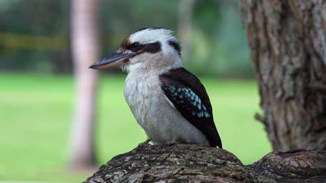 a laughing kookaburra, dacelo novaeguineae perched on the tree branch at the botanic gardens, alerted by the surroundings, interrupted by noisy miners, spread its wings and fly away, close up shot.