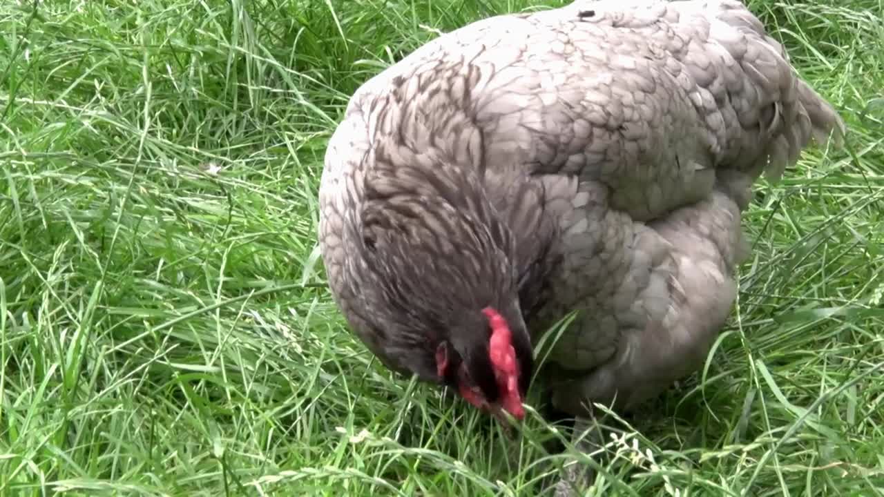 A Bluebell hen on grass. Summer. UK