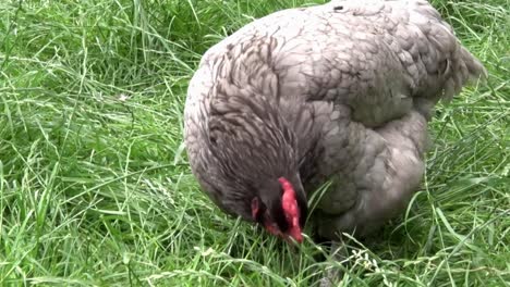 A-Bluebell-hen-on-grass.-Summer.-UK