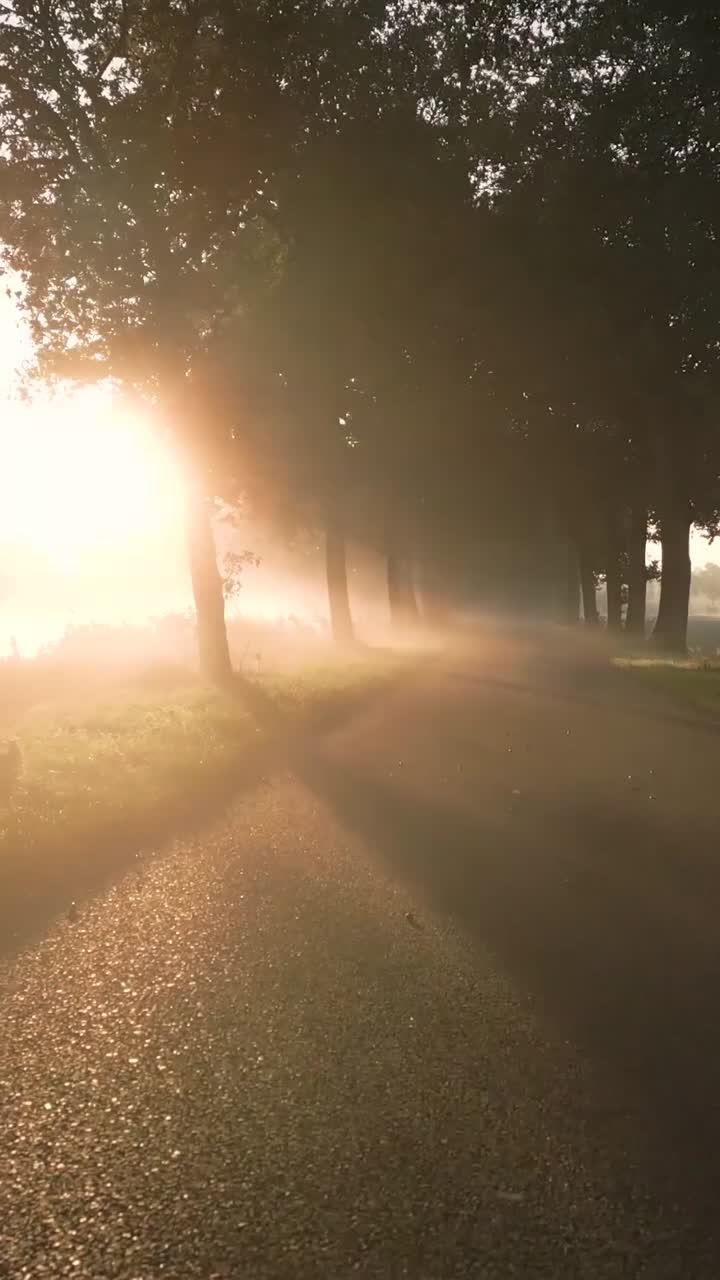 amanecer camino de campo con niebla
