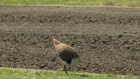 masked lapwing plover bird walking and pecking grass by driveway