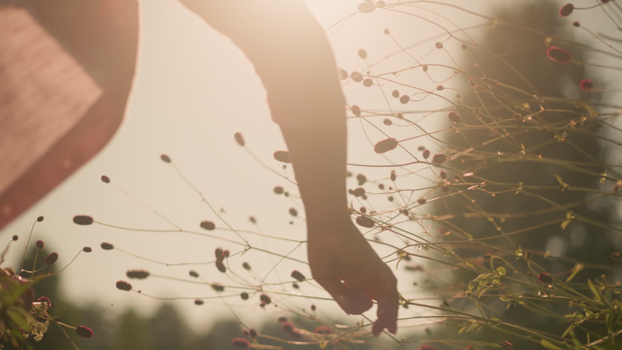 Close-up of gardener in pink shirt plucking wildflowers under bright sunlight while holding freshly picked blooms in left hand, wind blows flowers as sun rays illuminate delicate flower stems