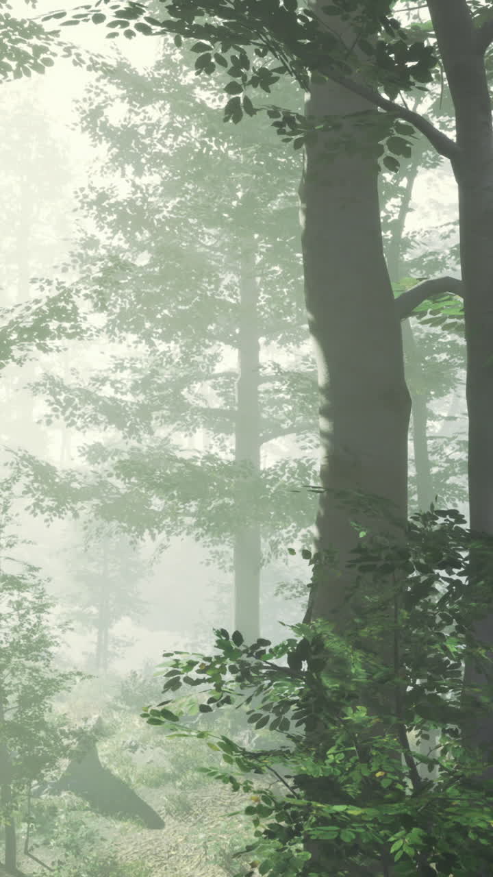 Misty morning light filters through a vibrant green forest in serene nature