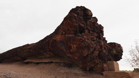 giant tree log at petrified forest national park in arizona, panning dolly shot