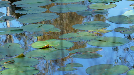 Nenúfar-Está-En-El-Río-Barwon-Geelong