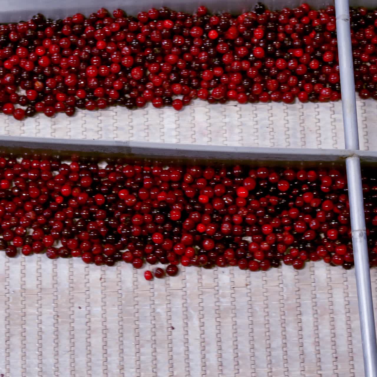 Processing of sorting berry