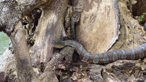 a harmless nerodia sipedon water snake basks by wilkey waterfall, kansas, usa