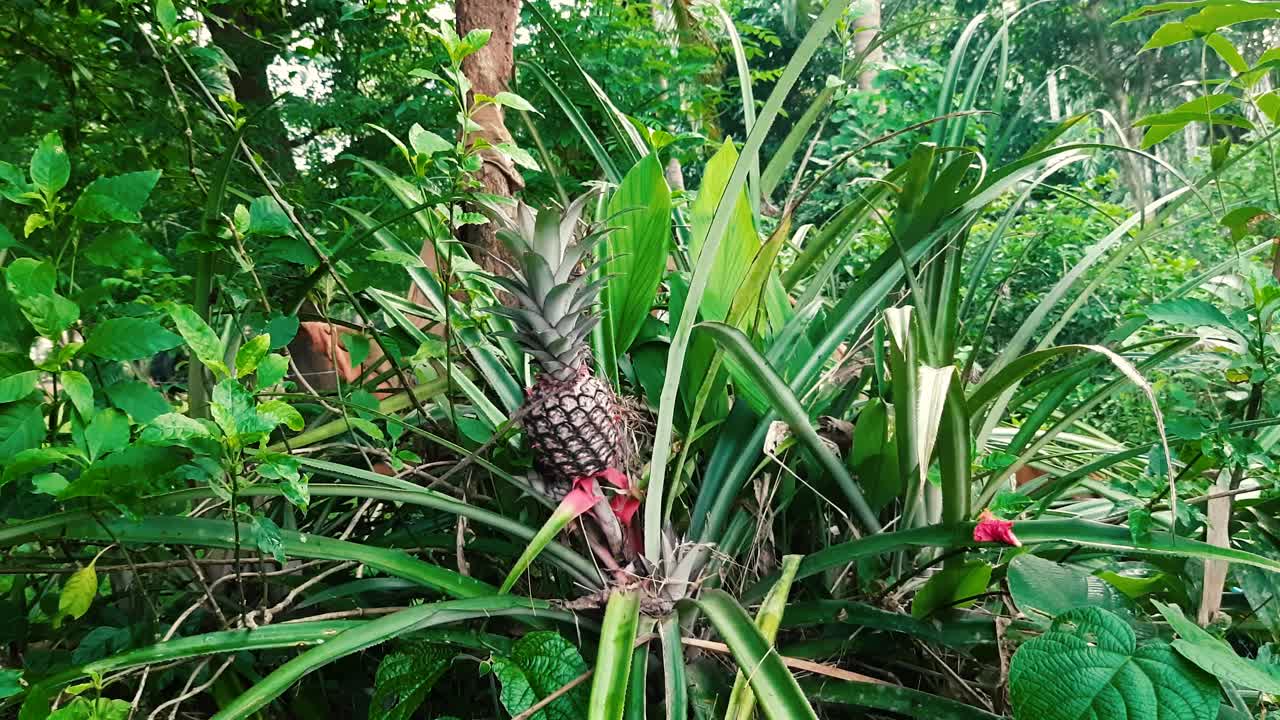 zoom en la toma de la piña en su planta madre en la naturaleza