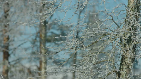 Am-Frühen-Morgen-Gefrorene-Kiefern