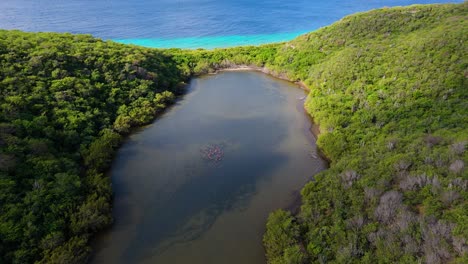 drone descends to reveal stunning caribbean ocean and flamingo flock in secluded brackish water pond