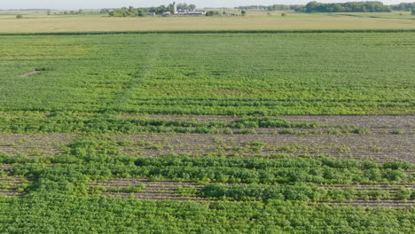 vista aérea de un campo agrícola afectado por la sequía con cultivos muertos y parcelas vacías