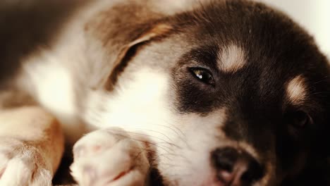 Various-closeup-shots-of-sleepy-puppy-in-evening-light