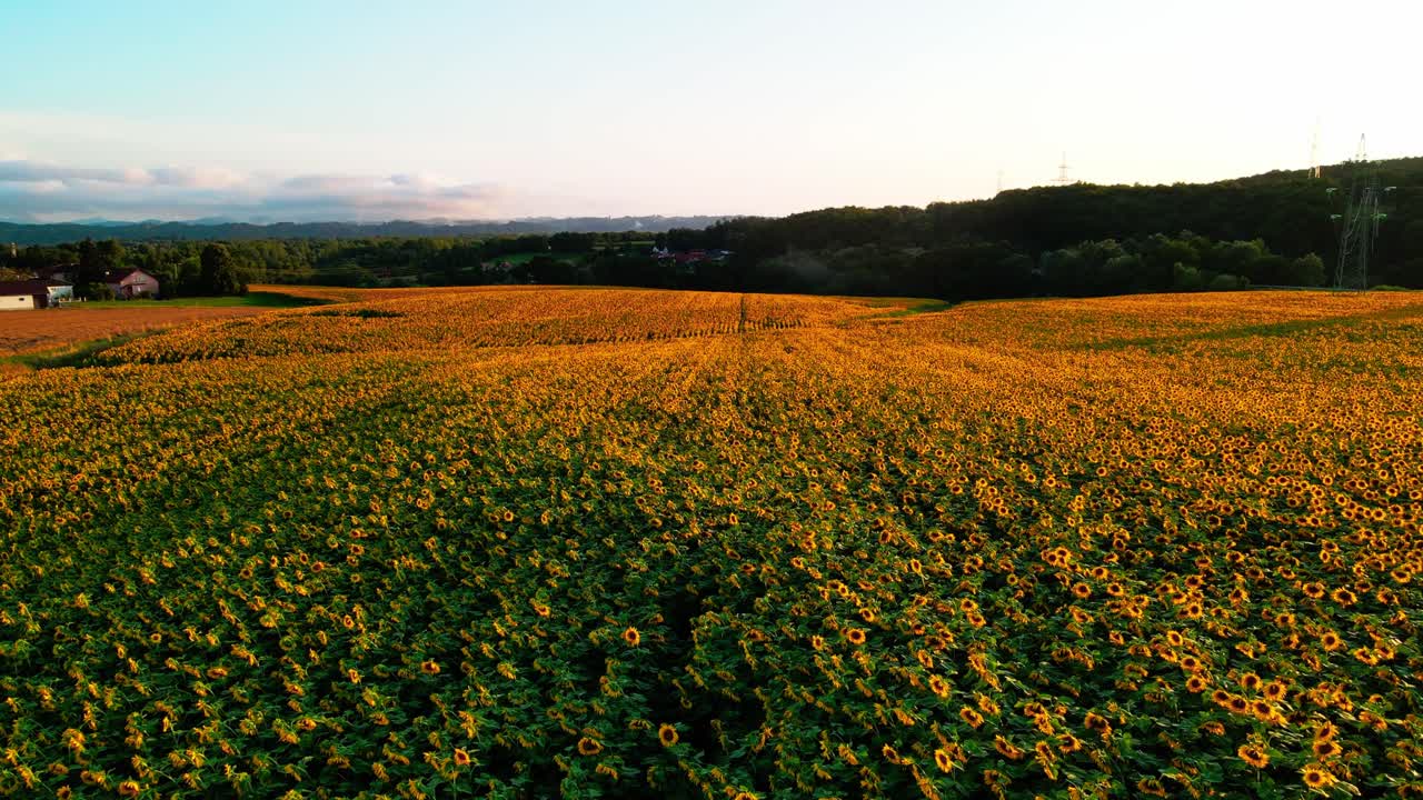 Splendide riprese drone in 4K di un bellissimo tramonto su un grande campo di girasoli dorati in campagna.