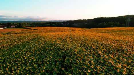 impresionantes imágenes de drones de 4k de una hermosa puesta de sol sobre un gran campo de girasol dorado en el campo