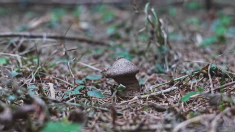 Hongo-Solitario-En-El-Suelo-Del-Bosque-Rodeado-De-Ramitas,-Pastos,-Hiedra-Y-Maleza