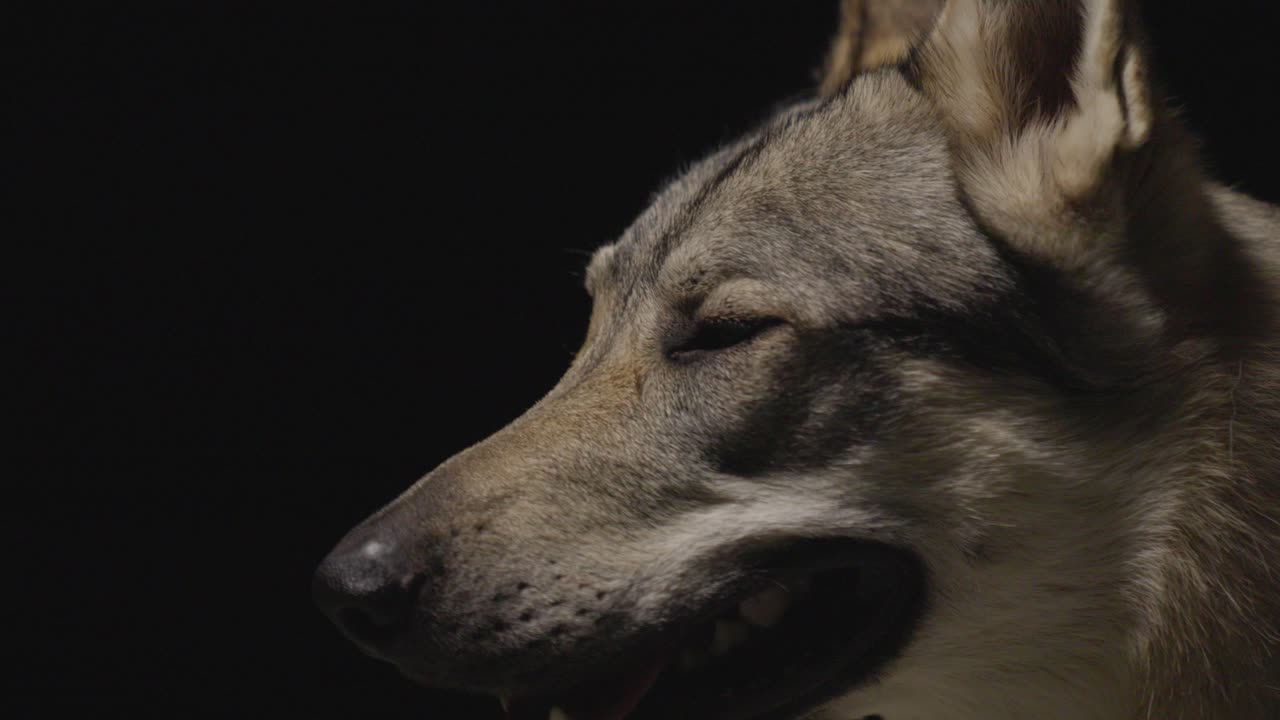perro lobo en un ambiente de estudio oscuro