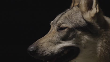 wolfhound in dark studio environment