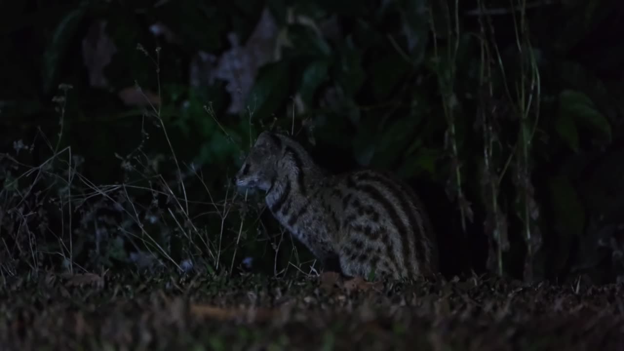 Seen facing to the left and turns its head around to pay attention to its surroundings, Small Indian Civet Viverricula indica, Thailand