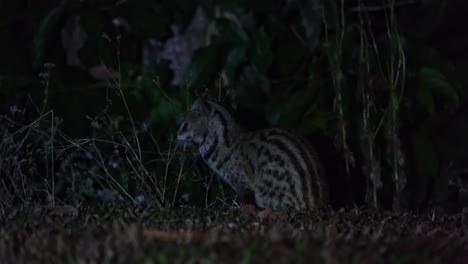 seen facing to the left and turns its head around to pay attention to its surroundings, small indian civet viverricula indica, thailand