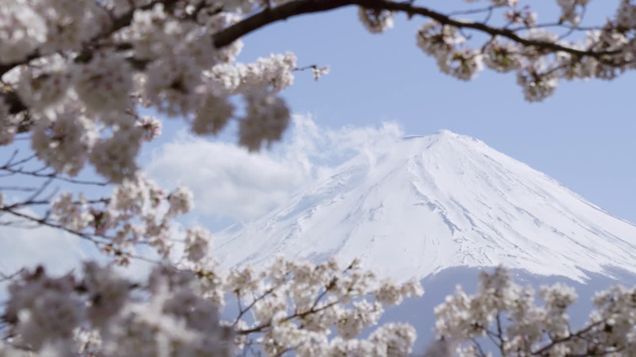 Close up view over snow covered top of Mount Fuji framed by Sakura blossoms