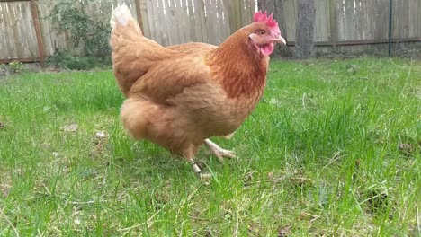 miss poppit the pet chicken scratching for worms and bugs in the back yard