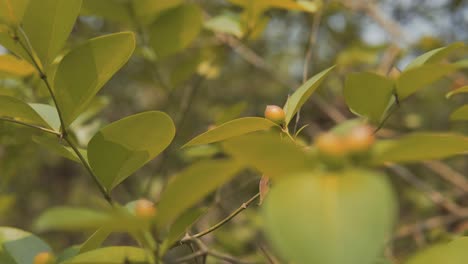 Hand-held-shot-of-a-healthy-plant-growing-fresh-buds-in-the-Indian-rainforest