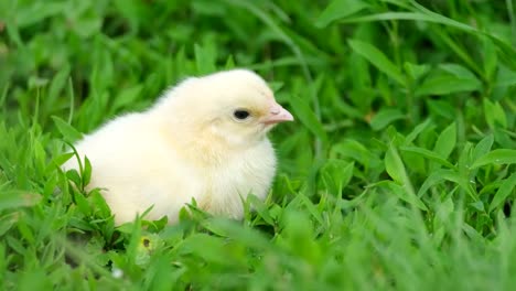 beautiful yellow little chicken in the green grass one chicken in the garden beautiful yellow little chicken in the green grass one chicken in the garden